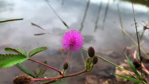 Mimosa pudica also called sensitive plant, sleepy plant, action plant Stock Footage 242928359