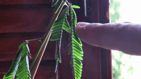 Mimosa Pudica Stock Footage 117337510