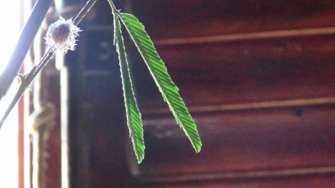Mimosa Pudica Stock Footage 117337714