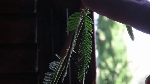 Mimosa Pudica Stock Footage 117337871