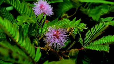 Mimosa pudica Stock Footage 230211881