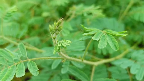 Mimosa pudica Stock Footage 242514398