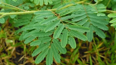 Mimosa pudica Stock Footage 242514399