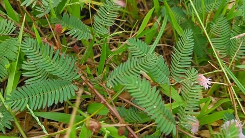 Mimosa pudica Stock Footage 242514400