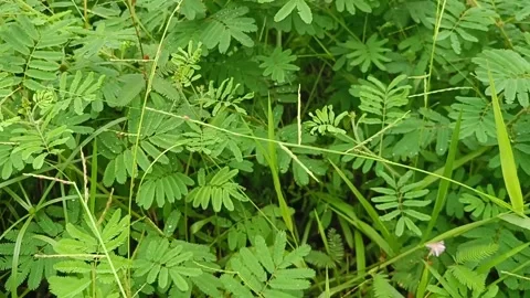 Mimosa pudica Stock Footage 242514433