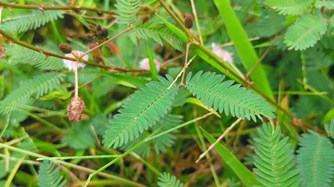 Mimosa pudica Stock Footage 242514434