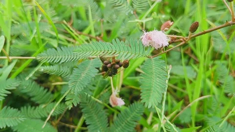 Mimosa pudica Stock Footage 242514482