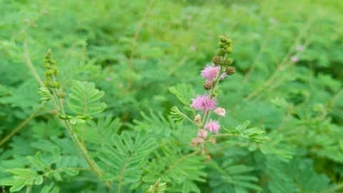 Mimosa pudica Stock Footage 242514557