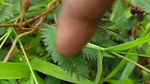 Mimosa pudica Stock Footage 242514594