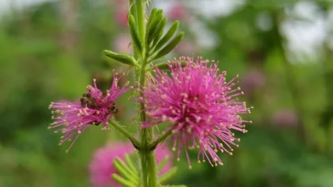 Mimosa pudica Video stock 274374798