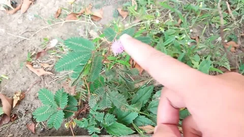 Mimosa Pudica Stock Footage 281715463