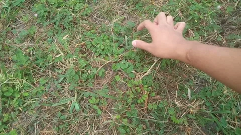 Mimosa Pudica Stock Footage 282661703