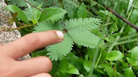 Mimosa pudica Stock Footage 309724499