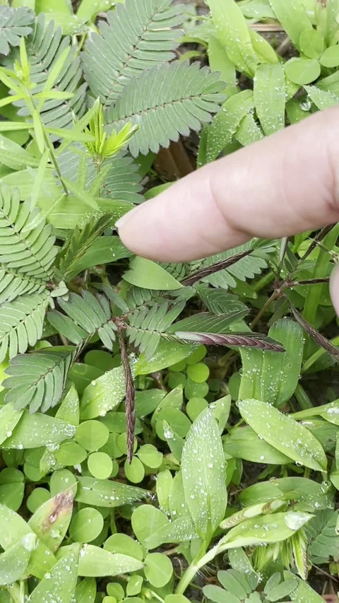 Mimosa Pudica Stock Footage 320485583