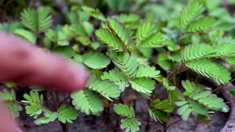 Mimosa Pudica sensitive plant shame plant Stock Footage