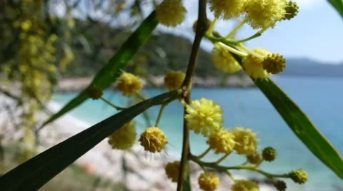 Mimosa rod on wind close up Stock Footage 62193898
