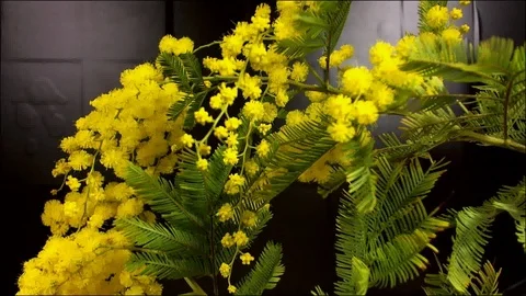 Mimosa Spring Flowers black background. Blooming mimosa. Stock Footage 90816699