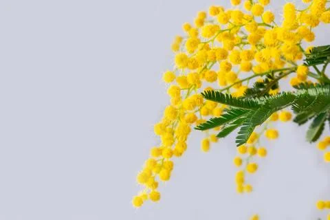 Mimosa Spring Flowers Easter and Mother's Day on a white background.Blooming Stock Photos