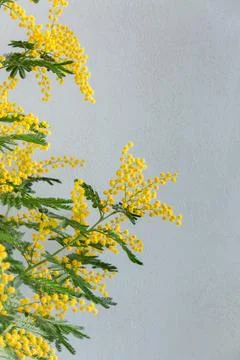 Mimosa Spring Flowers Easter and Mother's Day on a white background.Blooming Stock Photos