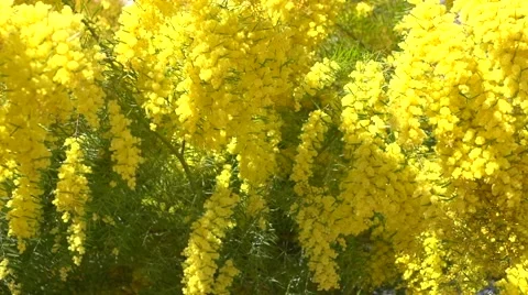 Mimosa spring flowers easter background Stock Footage 50048741