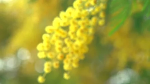 Mimosa spring flowers. Easter background. Blooming mimosa tree Stock Footage 50051123