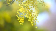 Mimosa. Spring Flowers Easter Background. Blooming Mimosa Tree Over Blue Sky Stock Footage