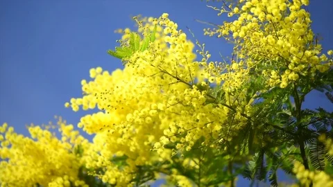 Mimosa. Spring flowers Easter background. Blooming mimosa tree over blue sky Stock-Footage 85440247