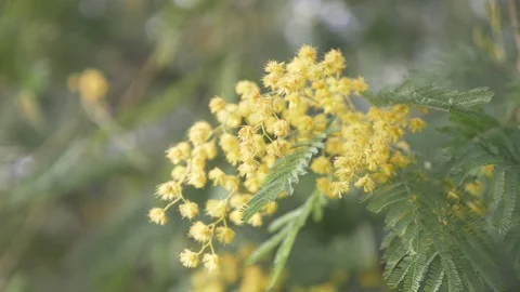 Mimosa Spring flowers Easter background. Blooming mimosa tree. close-up. 4k Stock Footage 88988183