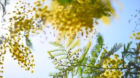 Mimosa. Spring flowers Easter background. Blooming mimosa tree Stock Footage 101910650