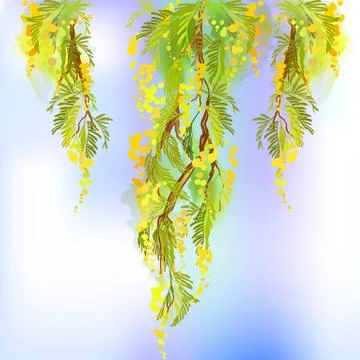 Mimosa spring flowers Stock Illustration