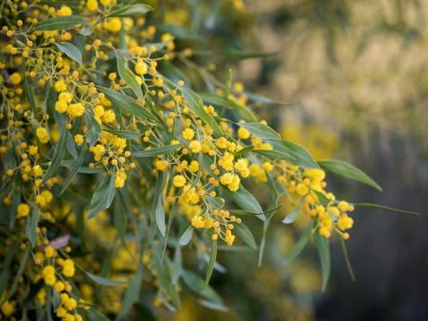 Mimosa spring flowers Stock Photos