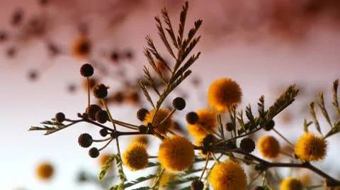 Mimosa sunrise 3 스톡 동영상 10724941