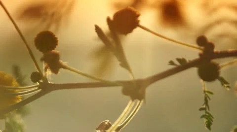 Mimosa sunrise Stock Footage