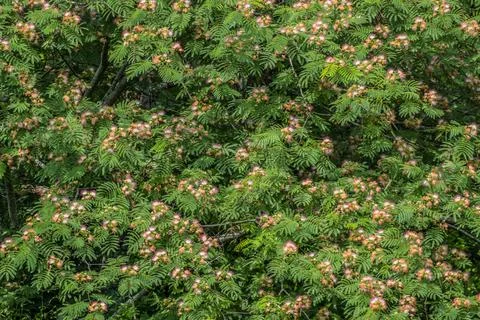 Mimosa tree in bloom closeup Stock Photos