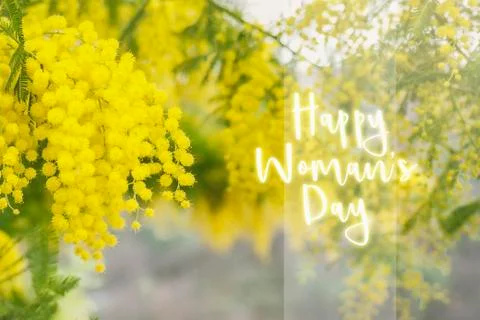 Mimosa tree in bloom Stock Photos