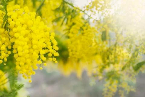 Mimosa tree in bloom Stock Photos