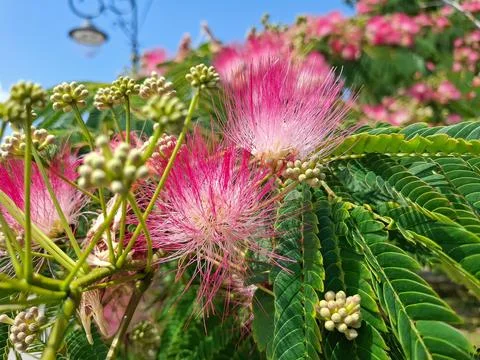Mimosa tree in bloom in Romania Stock Photos