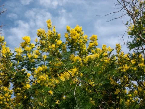 Mimosa tree in bloom symbol of spring and women's day Stock Photos