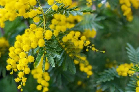 Mimosa tree with bunches of fluffy tender flowers of it Stock Photos