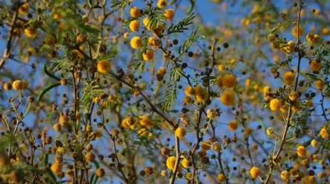 Mimosa tree 스톡 동영상 10725247