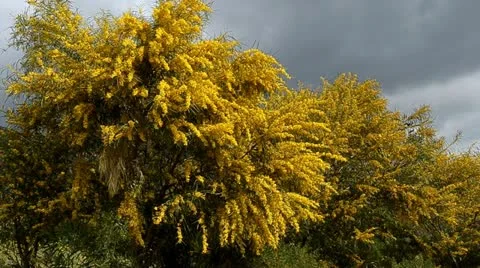 Mimosa tree Stock Footage 10881051