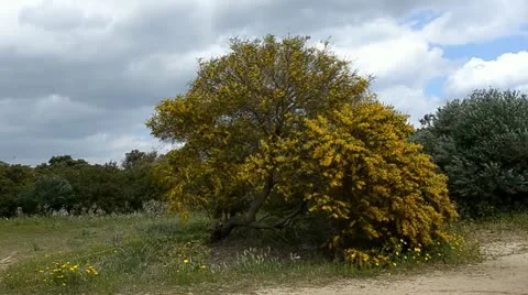 Mimosa tree Stock Footage 10881054