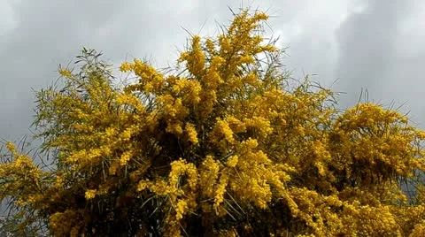 Mimosa tree Video stock 10881058