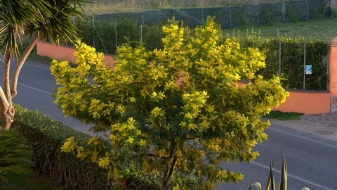 Mimosa tree Stock Footage 125534270
