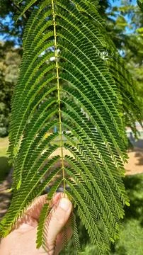 Mimosa Tree Leaf in the Sun Stock Photos
