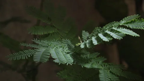 Mimosa tree leaves 스톡 동영상 294684828