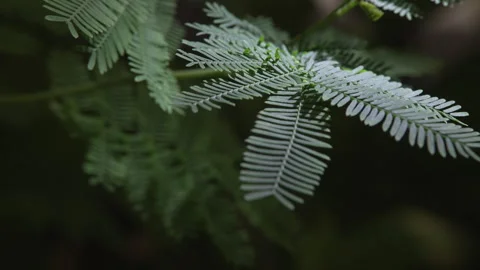 Mimosa tree leaves Stock Footage 294684830