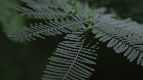 Mimosa tree leaves 스톡 동영상 294684833