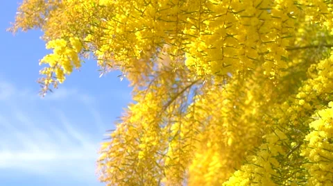 Mimosa tree over blue sky. Mimosa spring flowers. Easter Stock Footage 50050609