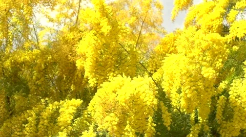 Mimosa tree over blue sky. Mimosa spring flowers. Easter Stock Footage 50050717